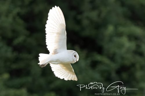 19 July 2026 - Frizington, West Cumbria - Barn Owl