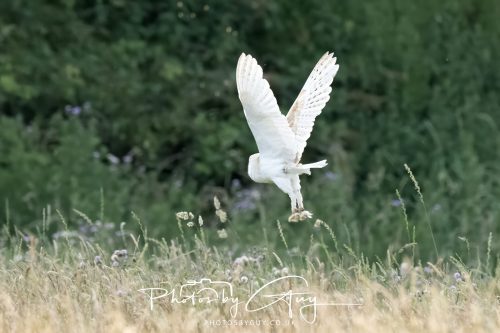 19 July 2026 - Frizington, West Cumbria - Barn Owl
