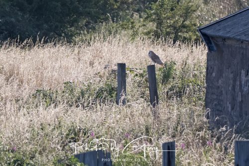 30 July 2026 - West Cumbria, Near Frizington - Barn Owl