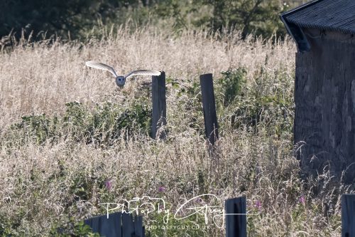 30 July 2026 - West Cumbria, Near Frizington - Barn Owl