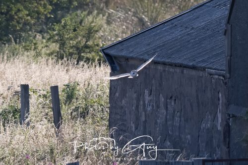30 July 2026 - West Cumbria, Near Frizington - Barn Owls inflight 