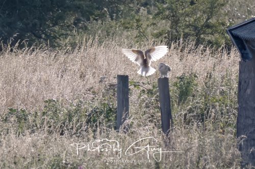 30 July 2026 - West Cumbria, Near Frizington - 3 Barn Owls