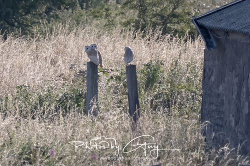 30 July 2026 - West Cumbria, Near Frizington - 3 Barn Owls