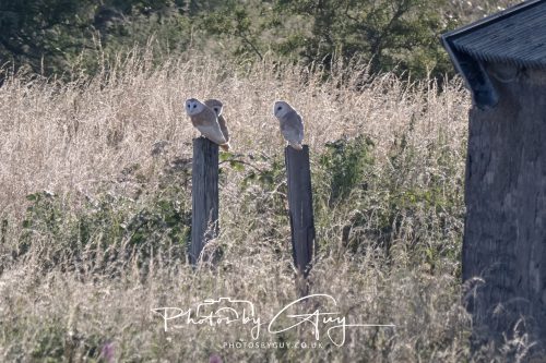 30 July 2026 - West Cumbria, Near Frizington - 3 Barn Owls