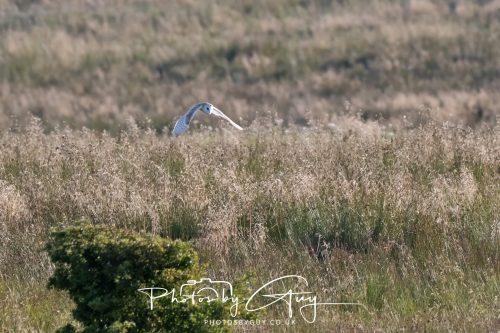 30 July 2026 - West Cumbria, Near Frizington - Barn Owl in flight