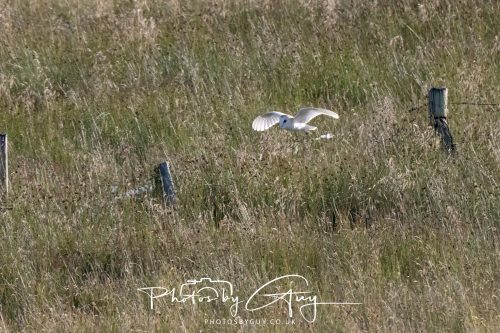 30 July 2026 - West Cumbria, Near Frizington - Barn Owl in flight
