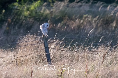 30 July 2026 - West Cumbria, Near Frizington - Barn Owl 