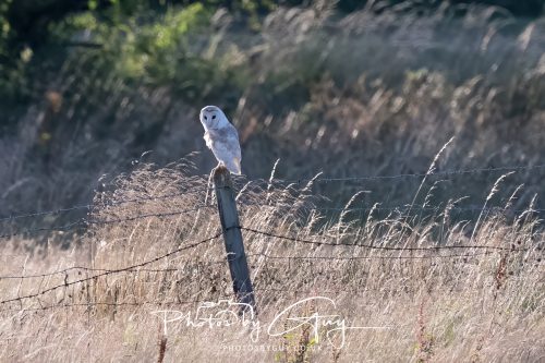30 July 2026 - West Cumbria, Near Frizington - Barn Owl 