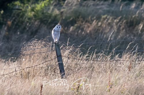 30 July 2026 - West Cumbria, Near Frizington - Barn Owl 