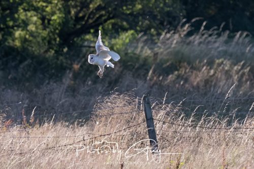 30 July 2026 - West Cumbria, Near Frizington - Barn Owl in flight