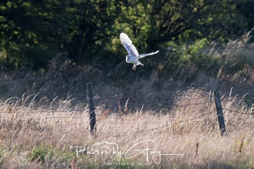 30 July 2026 - West Cumbria, Near Frizington - Barn Owl in flight