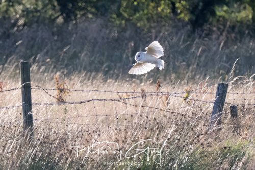 30 July 2026 - West Cumbria, Near Frizington - Barn Owl in flight
