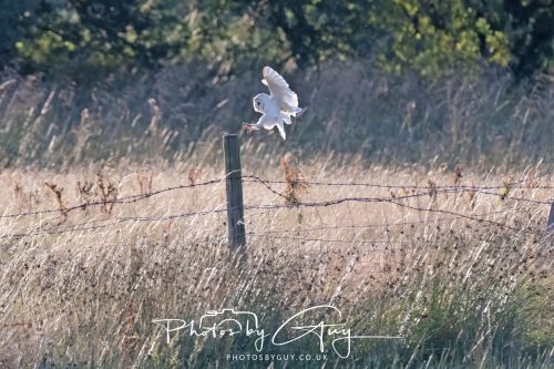 30 July 2026 - West Cumbria, Near Frizington - Barn Owl in flight