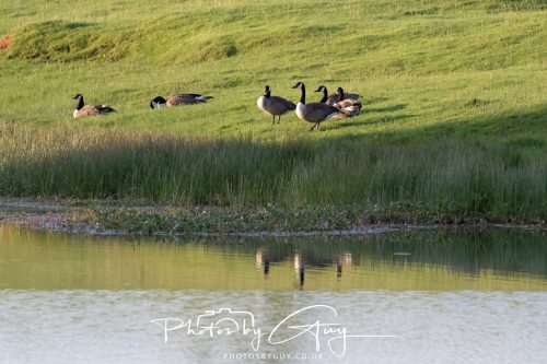 30 July 2026 - West Cumbria, Parkside - Canada Geese on the pond