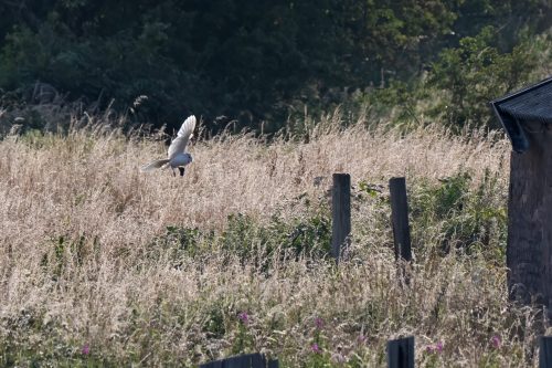 03 August 2026 - Near Frizington, West Cumbria - Barn Owl