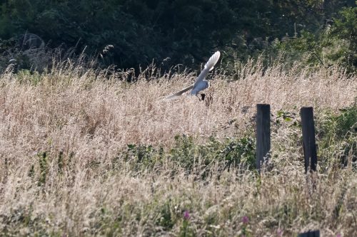 03 August 2026 - Near Frizington, West Cumbria - Barn Owl