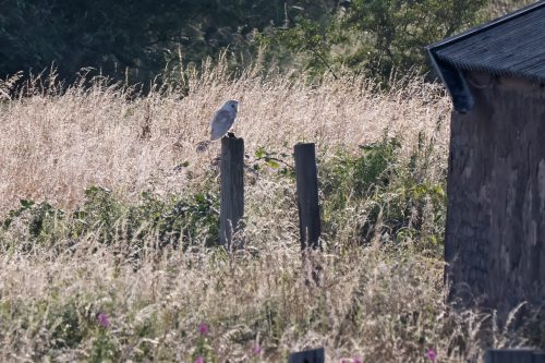 03 August 2026 - Near Frizington, West Cumbria - Barn Owl