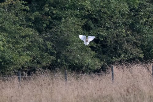 03 August 2026 - Near Frizington, West Cumbria - Barn Owl