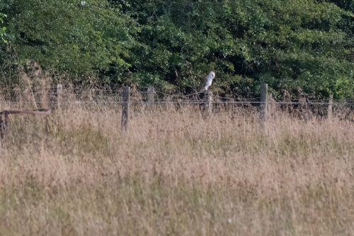 03 August 2026 - Near Frizington, West Cumbria - Barn Owl
