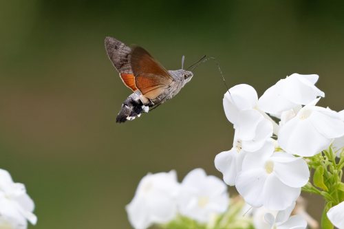 03 August 2026 - Parkside, West Cumbria - Humming Bird Hawk Moth