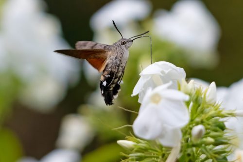 03 August 2026 - Parkside, West Cumbria - Humming Bird Hawk Moth