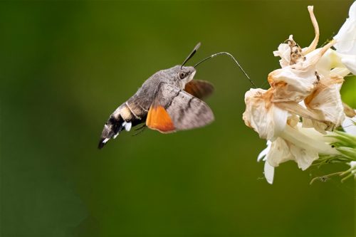 03 August 2026 - Parkside, West Cumbria - Humming Bird Hawk Moth