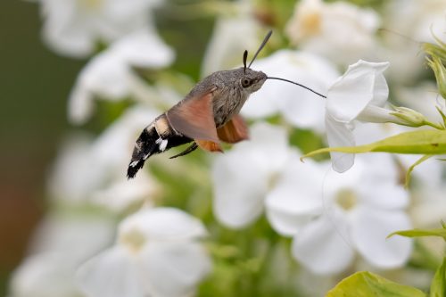 03 August 2026 - Parkside, West Cumbria - Humming Bird Hawk Moth
