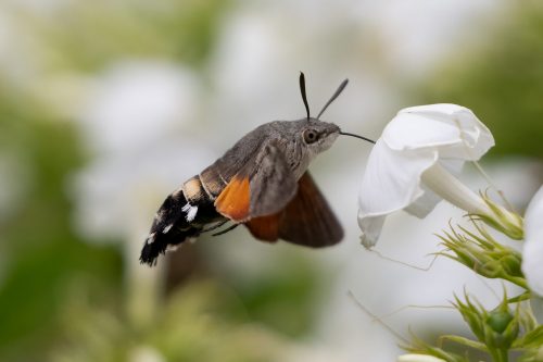 03 August 2026 - Parkside, West Cumbria - Humming Bird Hawk Moth