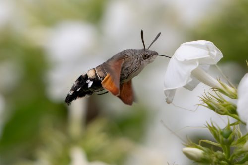 03 August 2026 - Parkside, West Cumbria - Humming Bird Hawk Moth