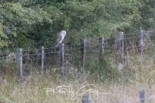 08 August 2026 - Near to Whitehaven, West Cumbria - Barn Owl