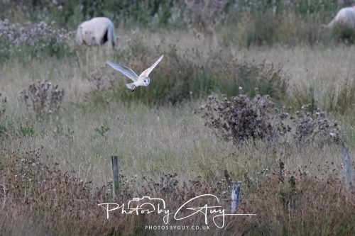 08 August 2026 - Near to Whitehaven, West Cumbria - Barn Owl