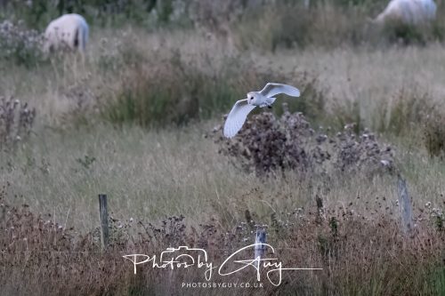 08 August 2026 - Near to Whitehaven, West Cumbria - Barn Owl