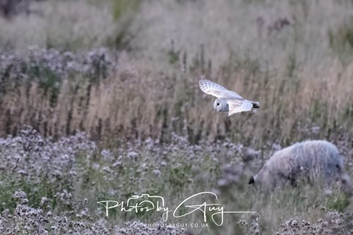 08 August 2026 - Near to Whitehaven, West Cumbria - Barn Owl