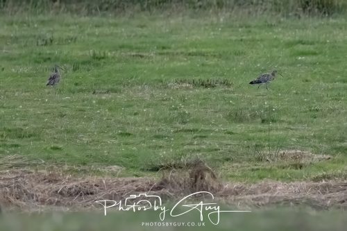 08 August 2026 - Near to Whitehaven, West Cumbria - Curlew