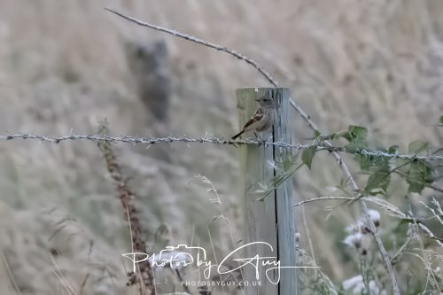 08 August 2026 - Near to Whitehaven, West Cumbria - meadow pipit 