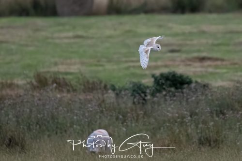 08 August 2026 - Near to Whitehaven, West Cumbria - Barn Owl