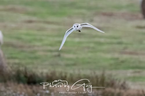 08 August 2026 - Near to Whitehaven, West Cumbria - Barn Owl