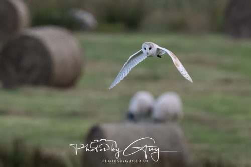 08 August 2026 - Near to Whitehaven, West Cumbria - Barn Owl