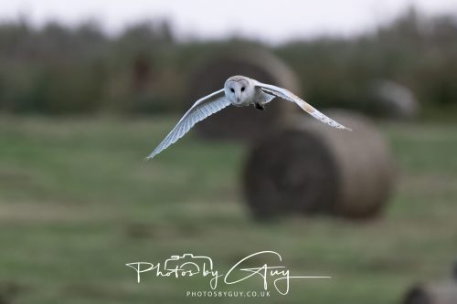 08 August 2026 - Near to Whitehaven, West Cumbria - Barn Owl