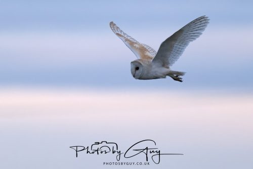 08 August 2026 - Near to Whitehaven, West Cumbria - Barn Owl