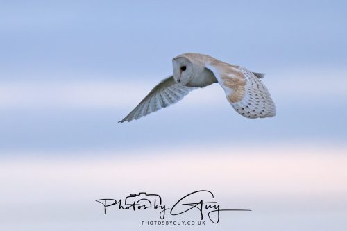 08 August 2026 - Near to Whitehaven, West Cumbria - Barn Owl