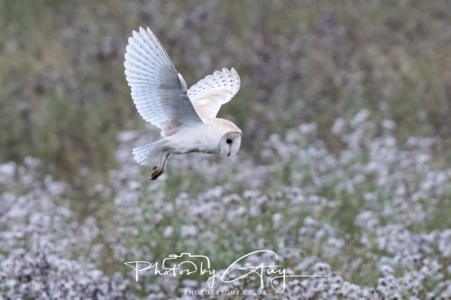 08 August 2026 - Near to Whitehaven, West Cumbria - Barn Owl
