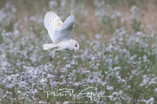 08 August 2026 - Near to Whitehaven, West Cumbria - Barn Owl
