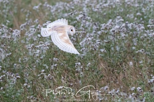 08 August 2026 - Near to Whitehaven, West Cumbria - Barn Owl