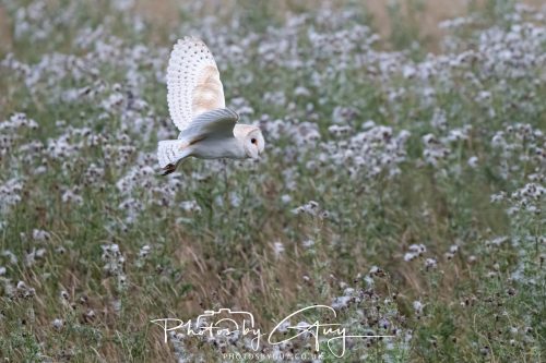08 August 2026 - Near to Whitehaven, West Cumbria - Barn Owl