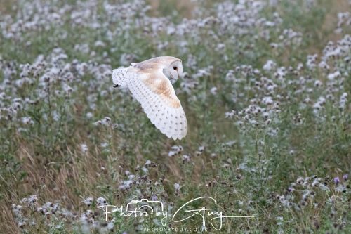 08 August 2026 - Near to Whitehaven, West Cumbria - Barn Owl