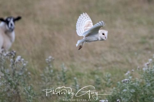 08 August 2026 - Near to Whitehaven, West Cumbria - Barn Owl