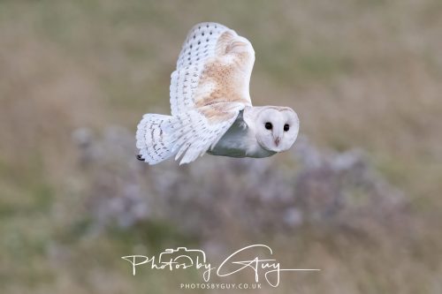 08 August 2026 - Near to Whitehaven, West Cumbria - Barn Owl