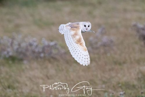 08 August 2026 - Near to Whitehaven, West Cumbria - Barn Owl
