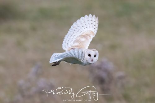 08 August 2026 - Near to Whitehaven, West Cumbria - Barn Owl